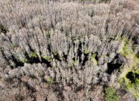 122+/- Acres of Hunting and Timberland In Robeson County, NC