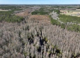 122+/- Acres of Hunting and Timberland In Robeson County, NC