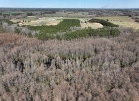 122+/- Acres of Hunting and Timberland In Robeson County, NC