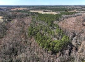 122+/- Acres of Hunting and Timberland In Robeson County, NC