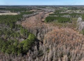 122+/- Acres of Hunting and Timberland In Robeson County, NC