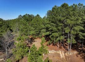 5+/- Acres of Hunting Land for Sale in Robeson County NC