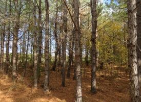 103+/- Acre Farm in Robeson County NC
