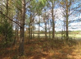 103+/- Acre Farm in Robeson County NC