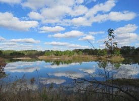 103+/- Acre Farm in Robeson County NC