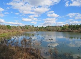 103+/- Acre Farm in Robeson County NC