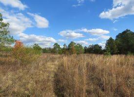 103+/- Acre Farm in Robeson County NC