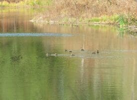 103+/- Acre Farm in Robeson County NC
