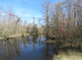 57 +/- Acres of Hunting Land For Sale in Robeson County NC