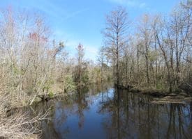 57 +/- Acres of Hunting Land For Sale in Robeson County NC