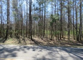 122+/- Acres of Hunting and Timberland In Robeson County, NC