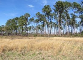 19+/- Acres of Farm and Residential Land For Sale in Robeson County, NC