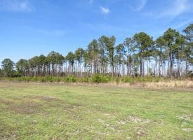 122+/- Acres of Hunting and Timberland In Robeson County, NC