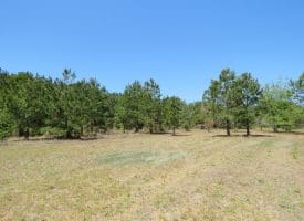 35+/- Acres of Residential and Hunting Land For Sale in Robeson County NC!