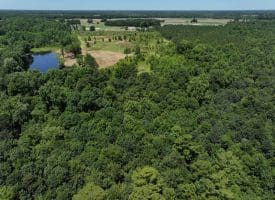 85+/- Acres of Hunting and Residential Land For Sale in Robeson County, NC