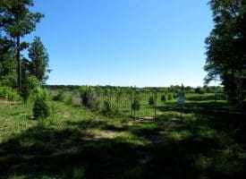 85+/- Acres of Hunting and Residential Land For Sale in Robeson County, NC