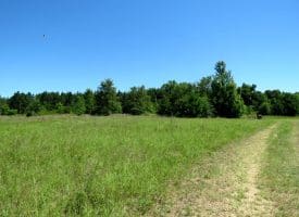 85+/- Acres of Hunting and Residential Land For Sale in Robeson County, NC