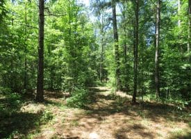62+/- Acres of Residential and Hunting Land For Sale in Robeson County, NC