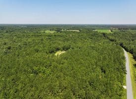 45+/- Acres of Hunting Land For Sale in Columbus County, NC!
