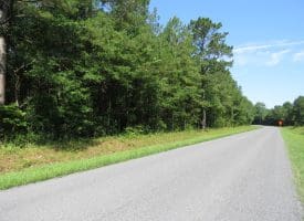 45+/- Acres of Hunting Land For Sale in Columbus County, NC!