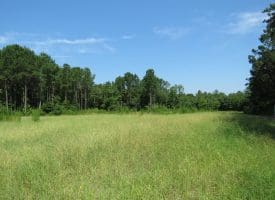 45+/- Acres of Hunting Land For Sale in Columbus County, NC!