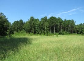 45+/- Acres of Hunting Land For Sale in Columbus County, NC!