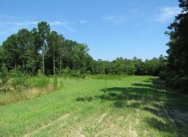 45+/- Acres of Hunting Land For Sale in Columbus County, NC!