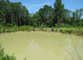 45+/- Acres of Hunting Land For Sale in Columbus County, NC!