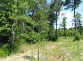 45+/- Acres of Hunting Land For Sale in Columbus County, NC!