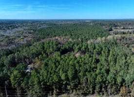 120+/- Acres of Timber Land For Sale in Hoke County, NC!