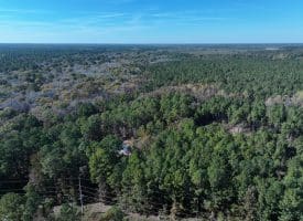 120+/- Acres of Timber Land For Sale in Hoke County, NC!