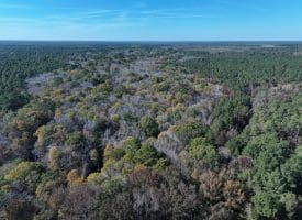120+/- Acres of Timber Land For Sale in Hoke County, NC!