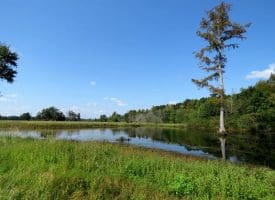 Tract 18 Cowpen 15+/- Acres of Residential and Farm Land For Sale in Robeson County, NC