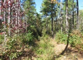 120+/- Acres of Timber Land For Sale in Hoke County, NC!