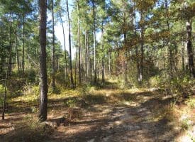 120+/- Acres of Timber Land For Sale in Hoke County, NC!