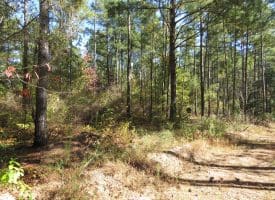 120+/- Acres of Timber Land For Sale in Hoke County, NC!