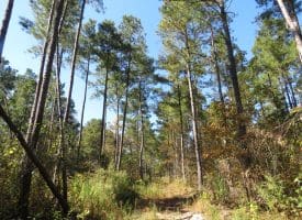 120+/- Acres of Timber Land For Sale in Hoke County, NC!