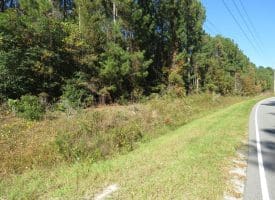 120+/- Acres of Timber Land For Sale in Hoke County, NC!