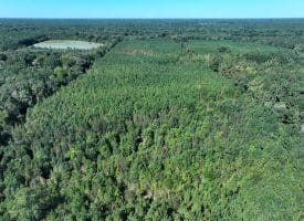 69+/- Acres of Hunting and Residential Land For Sale in Cumberland County, NC