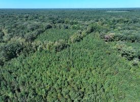 69+/- Acres of Hunting and Residential Land For Sale in Cumberland County, NC