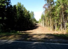 69+/- Acres of Hunting and Residential Land For Sale in Cumberland County, NC