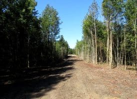 69+/- Acres of Hunting and Residential Land For Sale in Cumberland County, NC