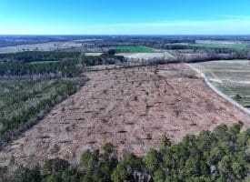 40+/- Acres of Timber and Hunting Land For Sale in Robeson County, NC!