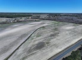 75+/- Acres of Farm Land For Sale in Bladen County, NC!