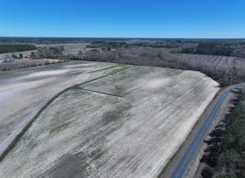 75+/- Acres of Farm Land For Sale in Bladen County, NC!