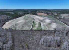 75+/- Acres of Farm Land For Sale in Bladen County, NC!