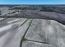 75+/- Acres of Farm Land For Sale in Bladen County, NC!