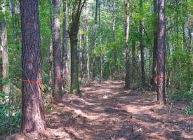 16+/- Acres of Farm and Development Land For Sale in Robeson County, NC!