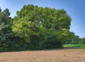 16+/- Acres of Farm and Development Land For Sale in Robeson County, NC!