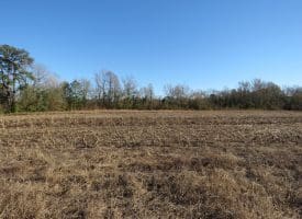 75+/- Acres of Farm Land For Sale in Bladen County, NC!